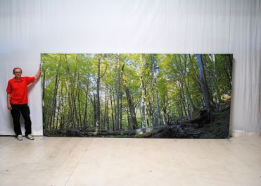 Alu-Spanndruckrahmen Wald 450x200cm